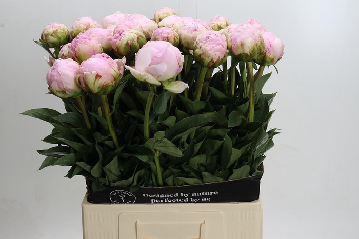 <h4>Paeonia Pillow Talk</h4>