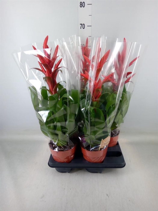 <h4>Tillandsia  'Naomi'</h4>