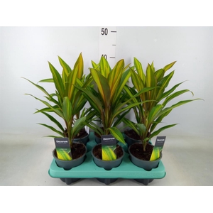 Cordyline fruti. 'Kiwi'