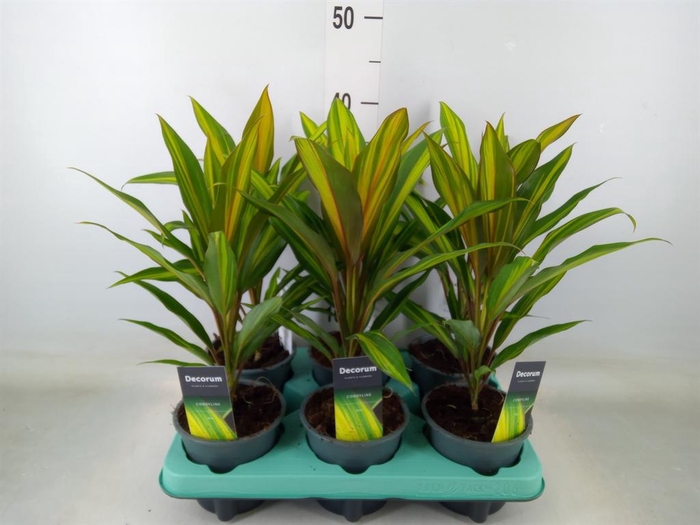 <h4>Cordyline fruti. 'Kiwi'</h4>