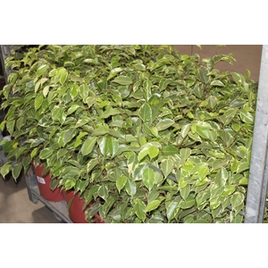 FICUS GOLDEN KING P24