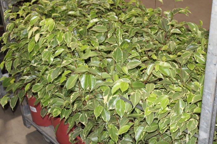 <h4>FICUS GOLDEN KING P24</h4>