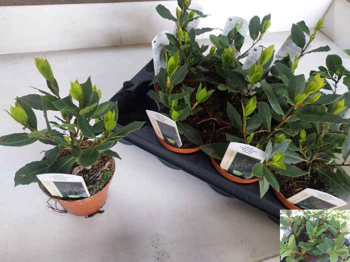 <h4>LAU NOBILIS</h4>