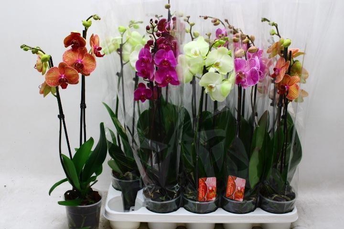 <h4>PHAL GEM 7 KL</h4>