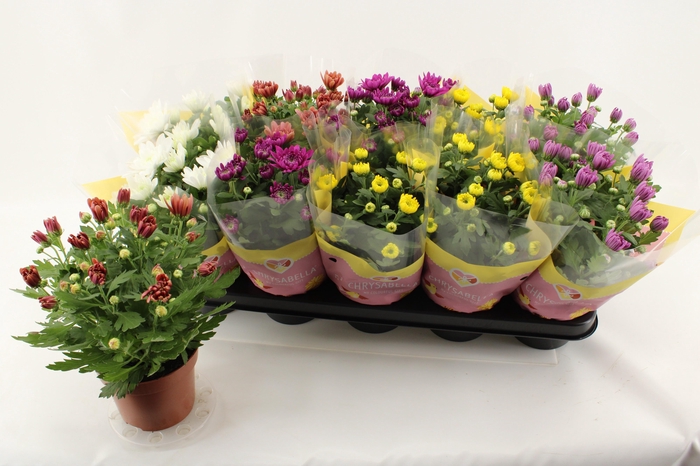 <h4>CHRYS GEVULDBL GEM</h4>