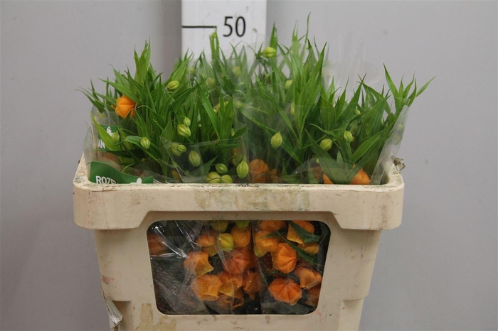 <h4>Sandersonia</h4>