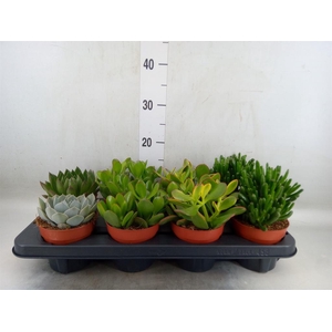 Succulents   ...mix 4