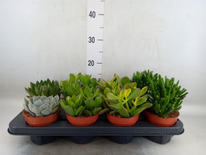 <h4>Succulents   ...mix 4</h4>