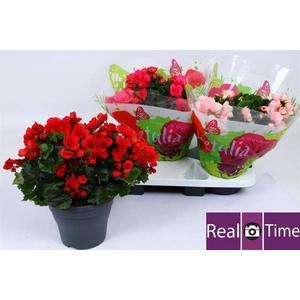 Begonia Eliator Betulia mix 19Ø 32cm