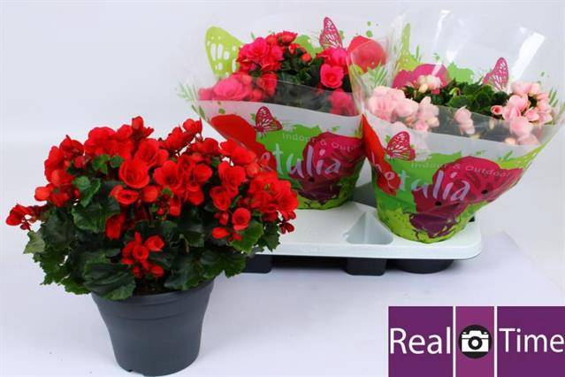 Begonia Eliator Betulia mix 19Ø 32cm