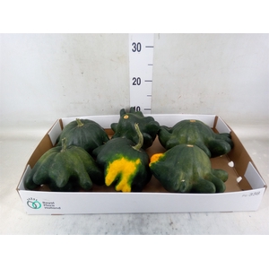 Cucurbita