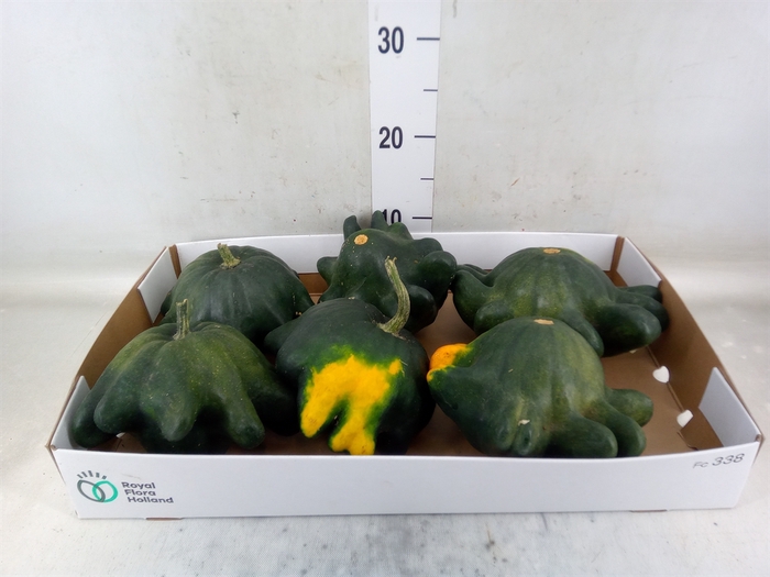 <h4>Cucurbita</h4>