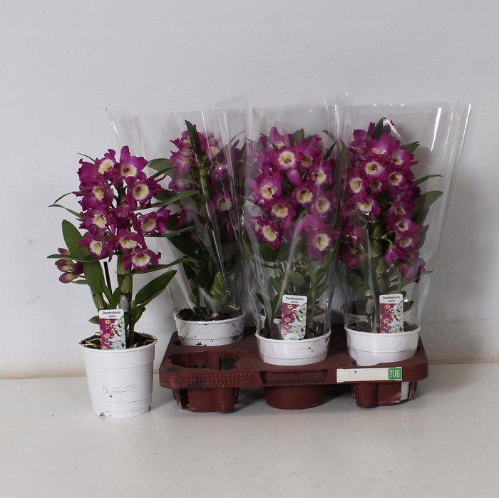 <h4>DEND NOBILE</h4>