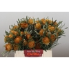 Banksia Dryandra