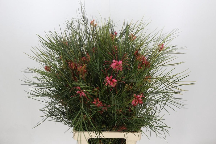 <h4>GREVILLEA JOHNSONII</h4>