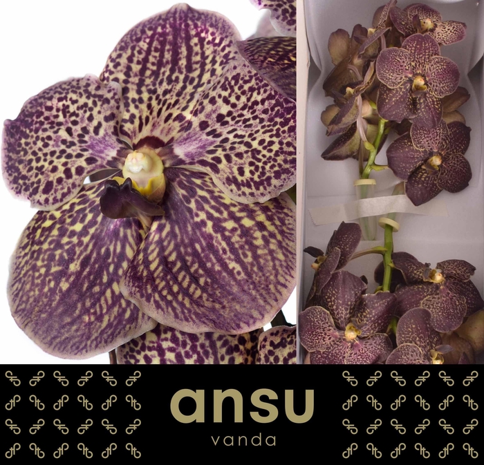 <h4>Vanda Sunanda Chocolate brown</h4>