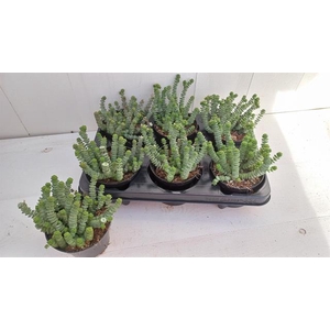 Crassula Hottentot 11Ø 13cm
