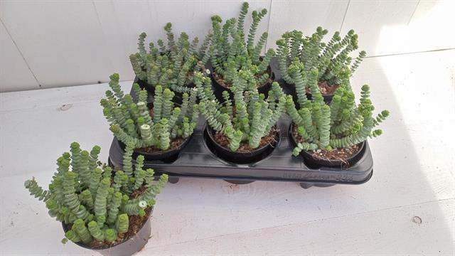 Crassula Hottentot 11Ø 13cm