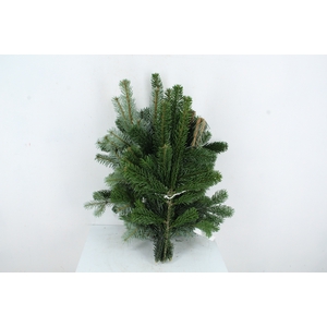 NORDMANN 500GR PER BUNCH