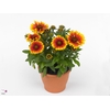 Gaillardia Aristata, Guapa Tango Bicolour