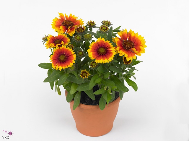 Gaillardia Aristata, Guapa Tango Bicolour