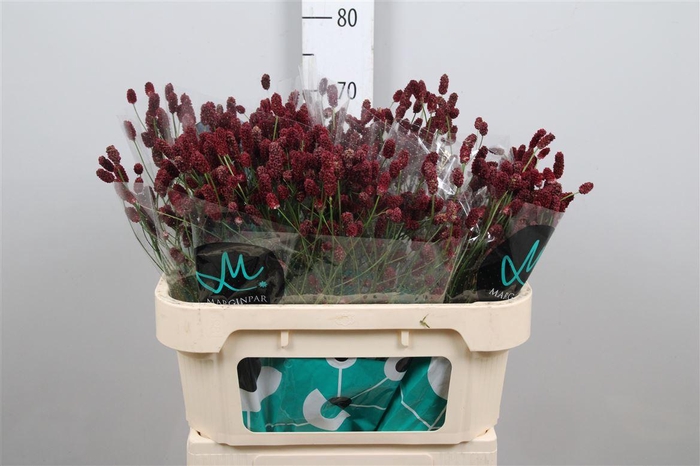 <h4>Sang Of Red Dream</h4>