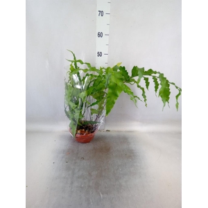 Planten Groen   ...L%