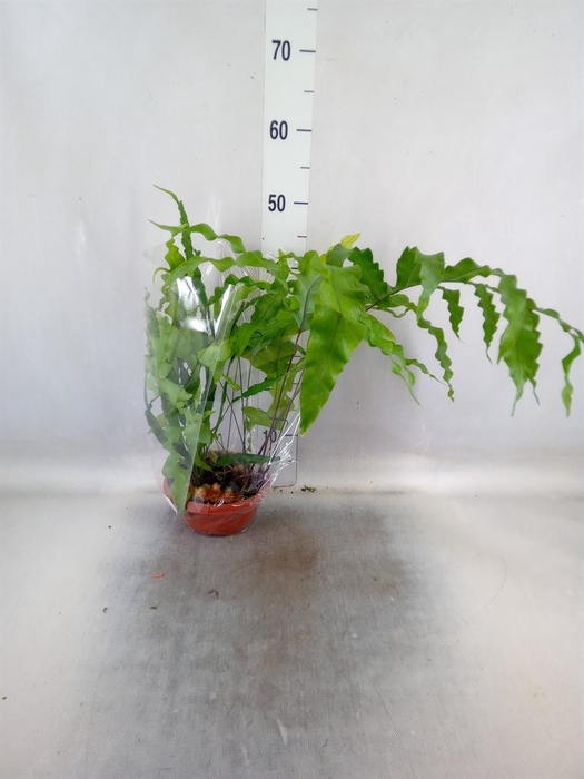 <h4>Planten Groen   ...L%</h4>