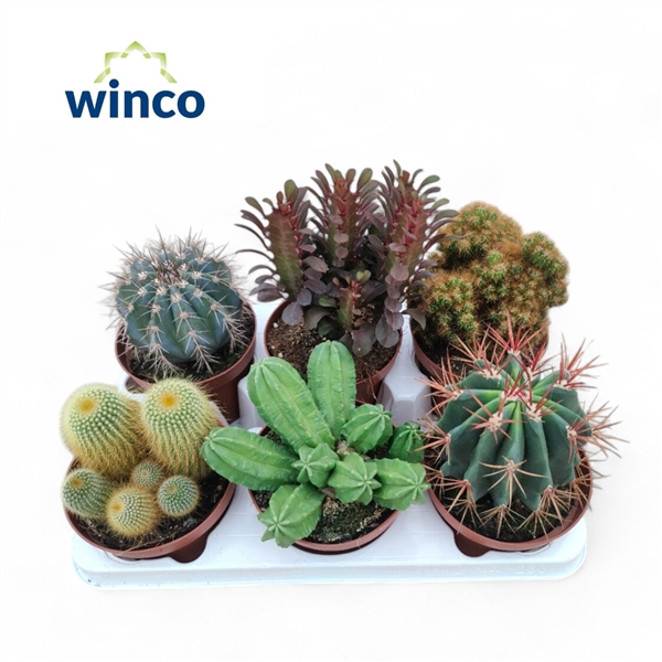 <h4>Cactus Mix (Deluxe)</h4>