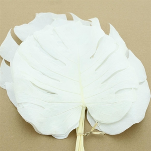 Pres Monstera Leaves Bleached White P Bnch
