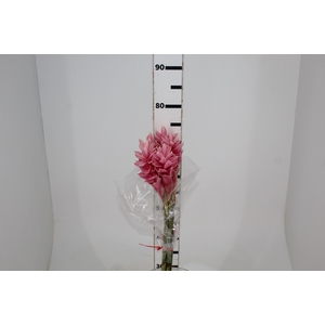 ALPINIA PURPURATA ROSA