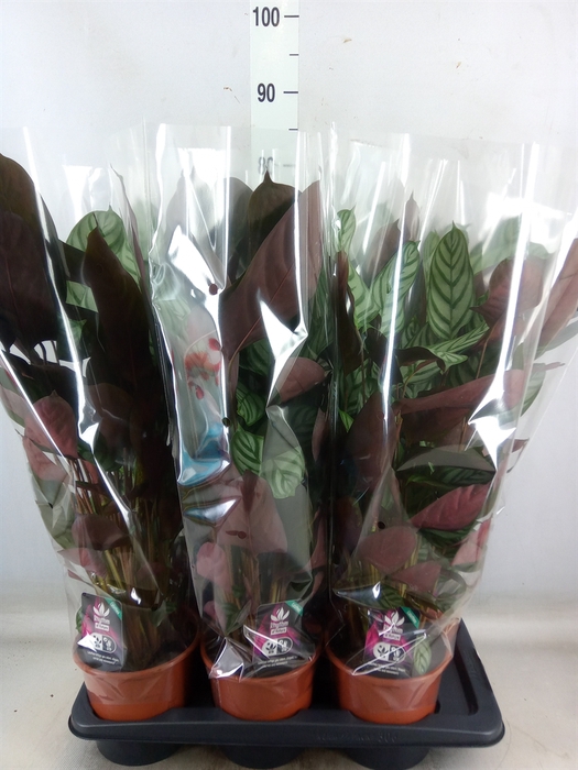 <h4>Ctenanthe setosa 'Compactstar'</h4>