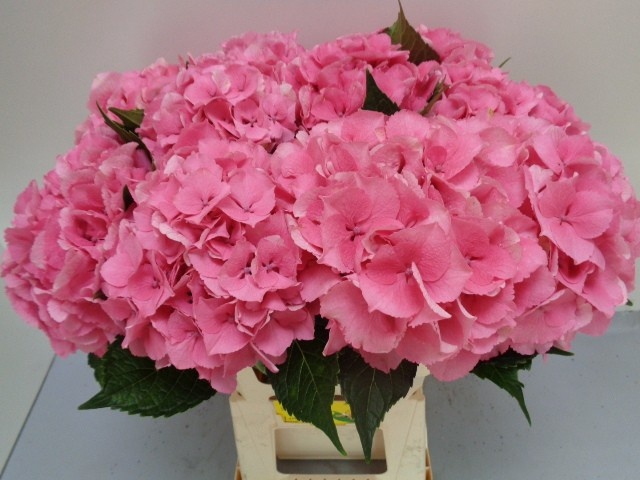 <h4>HYDR M ROYAL LOVE</h4>