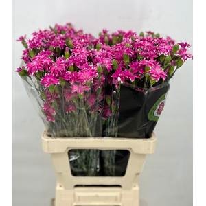 Dianthus Spray Tessino Fruity
