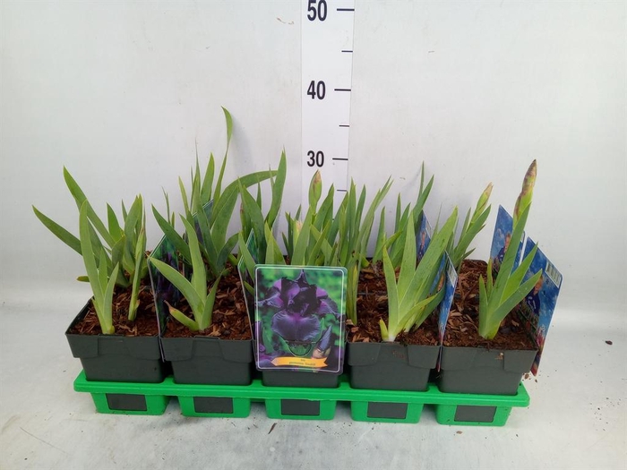 <h4>Iris germanica</h4>