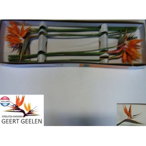 STRELITZIA