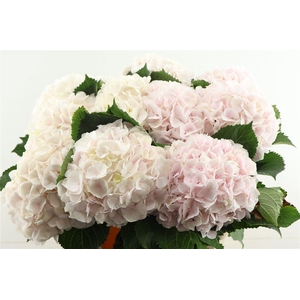 Hydr M Sweet Verena 80-23