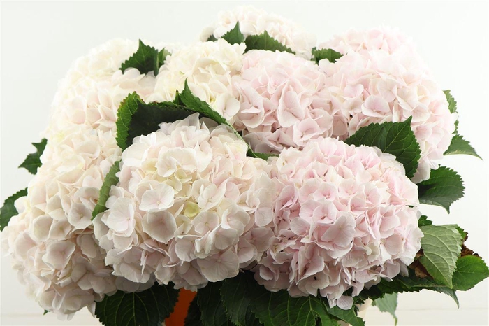 <h4>Hydr M Sweet Verena 80-23</h4>