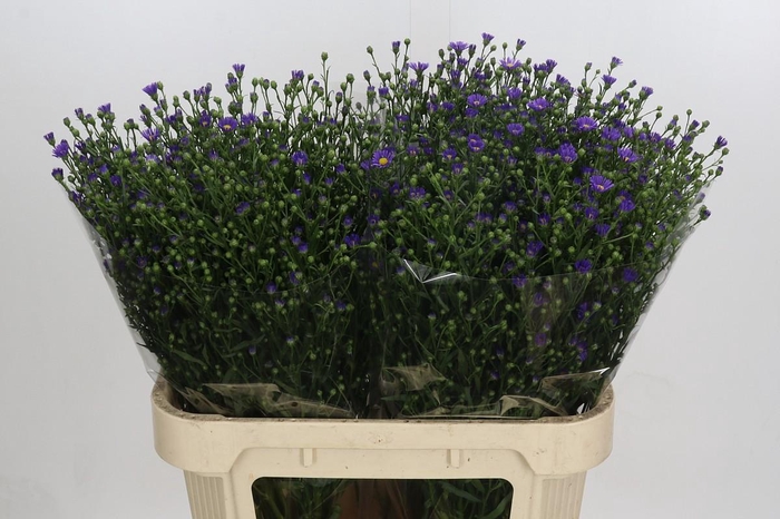 <h4>Aster Casamare</h4>