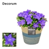 Campanula 'Napoli' fashion Valerie Decorum