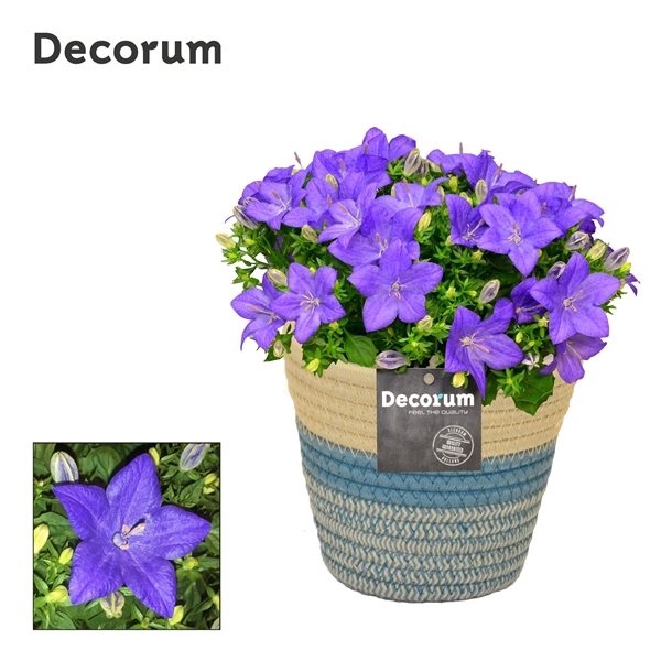 <h4>Campanula 'Napoli' fashion Valerie Decorum</h4>