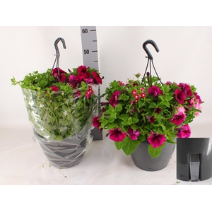 HANGING BASKETS