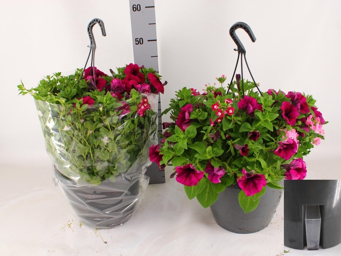 <h4>HANGING BASKETS</h4>