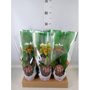 Paphiopedilum  'Amerikaanse hybrid'