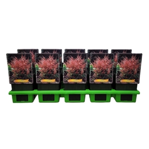 Astilbe simplicif. 'Inshriach'