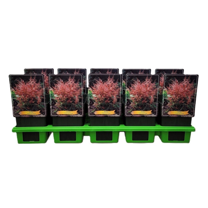 <h4>Astilbe simplicif. 'Inshriach'</h4>