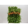 Fritillaria Imperialis Orange Sweet
