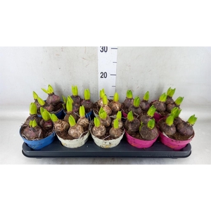 Hyacinthus orie.   ...mix 3