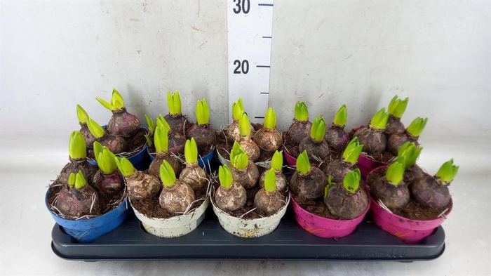 <h4>Hyacinthus orie.   ...mix 3</h4>