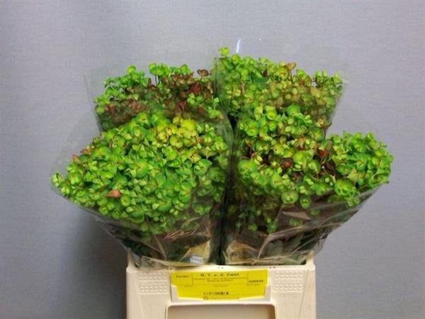 <h4>EUPH AM PURPUREA</h4>